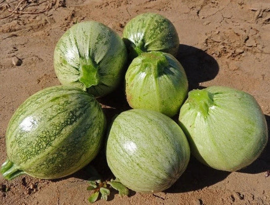 Zucchini Seeds 200 Count Round Heirloom Summer Squash Casserole (Cucurbita pepo)