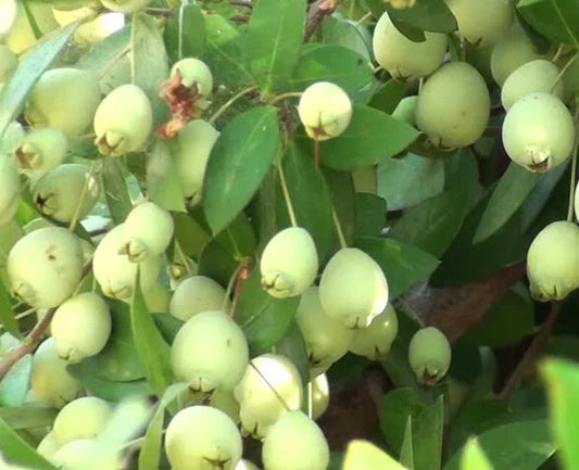 True White Sweet Myrtle Seeds - 25 Seeds - Myrtus communis L. - Aromatic Herb for Gardens and Landscaping