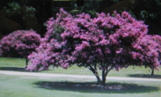 Crepe Myrtle Seeds - 20 Count - Showy Flowers - Lagerstroemia