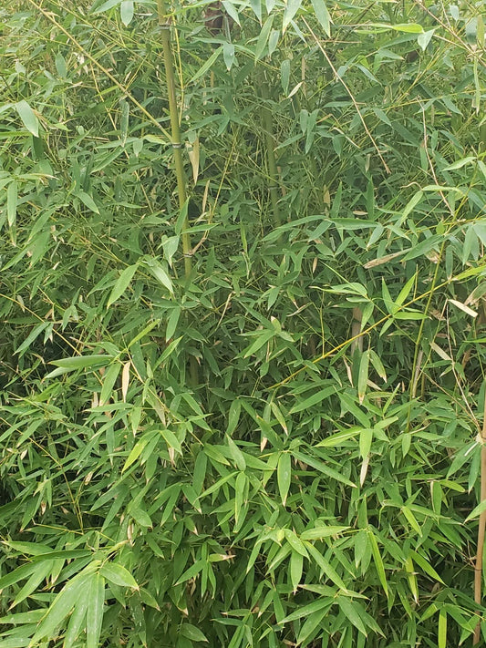 Live Bamboo Roots for Privacy Fencing and Landscaping - Ideal for Erosion Control - Perfect for Garden Projects