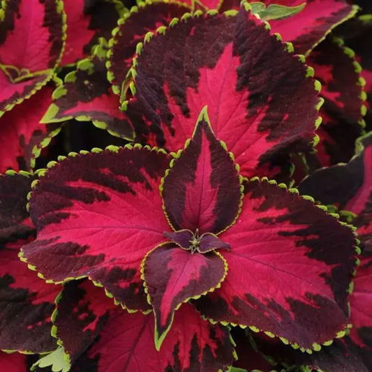 Coleus Plants Plugs, 10 Count, Chocolate Covered Cherry, Coleus blumei, Dark Mahogany Foliage with Rose Center, Shade-Tolerant