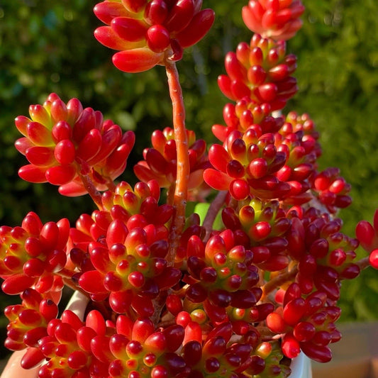 Sedum Rubrotinctum Jelly Bean Cutting - Rare Live Succulent - Healthy Unrooted Plant