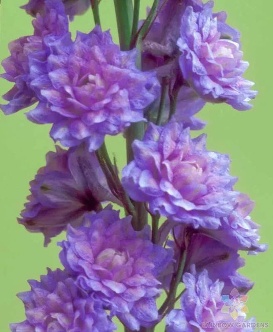 Highlander Blueberry Pie Delphinium Seeds - 200+ Seeds for Garden - Delphinium elatum - USA Grown - FREE SHIPPING
