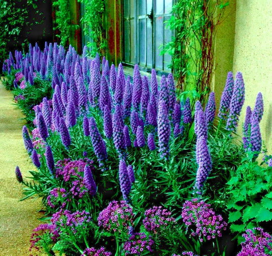 Pride of Madeira Flower Seeds - Blue Tower of Jewels - Echium fastuosum - Garden Plant Seeds for Pollinator Gardens