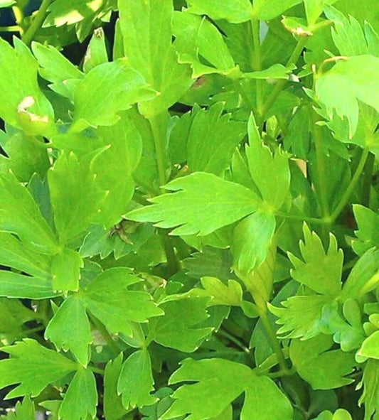Lovage Seeds - 200+ Non-GMO Open Pollinated Medicinal Herb Seeds - Levisticum officinale