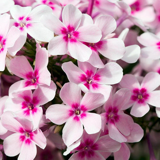 Creeping Phlox Live Starter Plants Set of 2 - Mix Colors Pink, White, Lavender - Phlox subulata