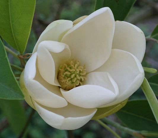 Sweetbay Magnolia Seeds, 10 Count, Magnolia virginiana, Southern Variety, Fragrant Flowers, Hardy Plant
