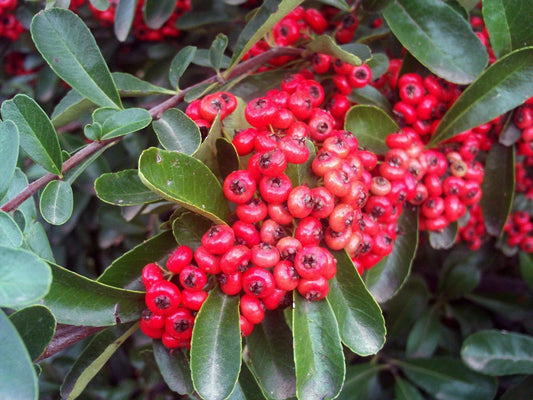 Scarlet Firethorn Seeds, 30 Count, Pyracantha coccinea, Hardy Ornamental Shrub, Drought Tolerant, Attracts Wildlife