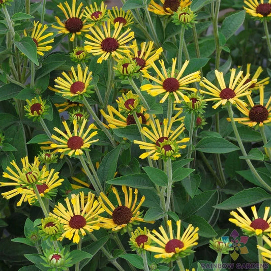 Little Henry Rudbeckia Seeds - 200+ Count - Garden Planting - Rudbeckia hirta - USA, Free Shipping