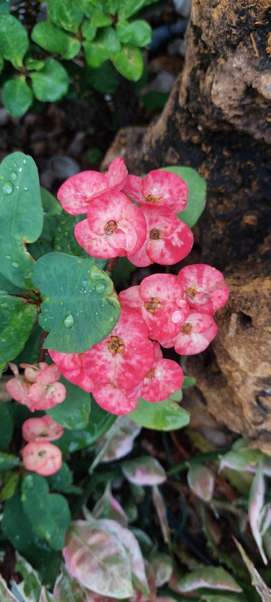 Crown Of Thorns Plant - 12" Rooted Thai Hybrid, Euphorbia milii 'Corona de Christo' - Colorful Succulent for Indoor Decor