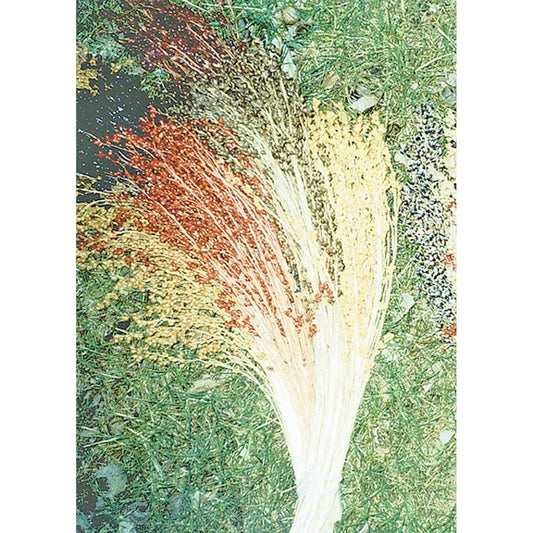 Broom Corn Seeds - 100 Multicolor Non-GMO Heirloom Seeds - Ideal for Crafts and Decoration - Sorghum Bicolor