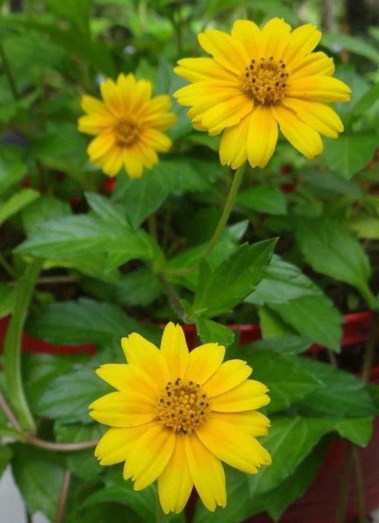 Live Plants 4-Pack Singapore Daisies Wedelia Creeping Daisy Yellow Flowers Rooted