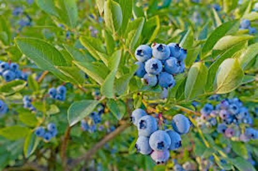 Dwarf Blueberry Plant 4-6 Inch Top Hat Variety Vaccinium angustifolium Starter Fruit Bush Edible Berry Container Garden