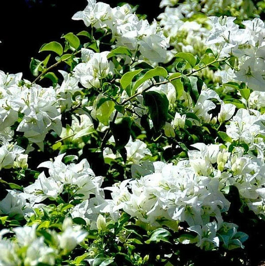 Key West White Bougainvillea - Set of 3 Live Rooted Plants, Bougainvillea glabra, Ships Rooted (No Pot)