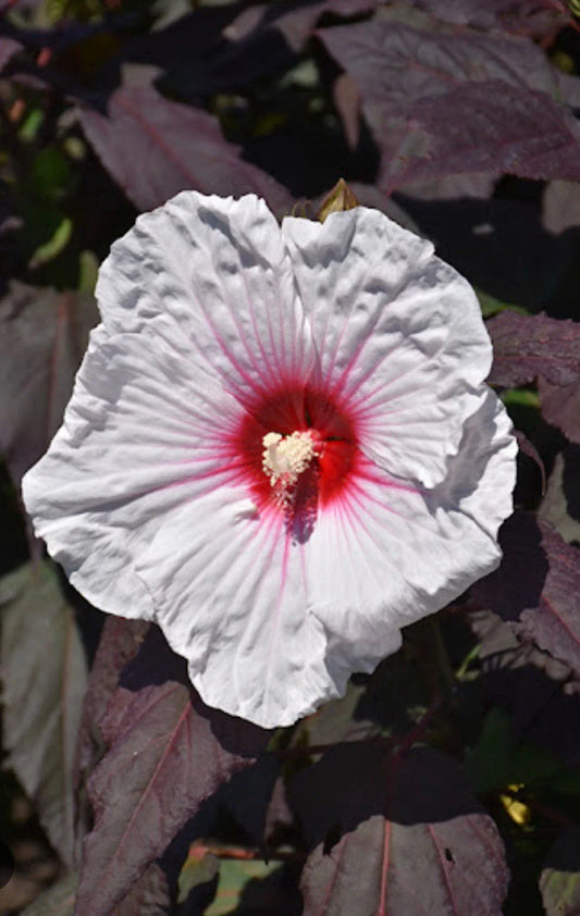 Mocha Moon Hibiscus Starter Plant - Small Rooted - Huge 8-10” Blooms - Hibiscus moscheutos