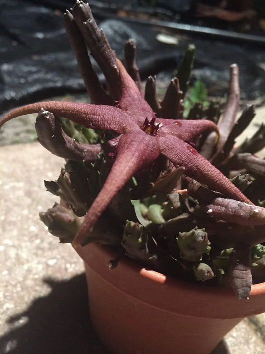 Stapelia Schinzii var. Angolensis 3.5 Inch Potted Plant - Well Rooted Succulent, Unique Star-Shaped Flowers, Easy Care