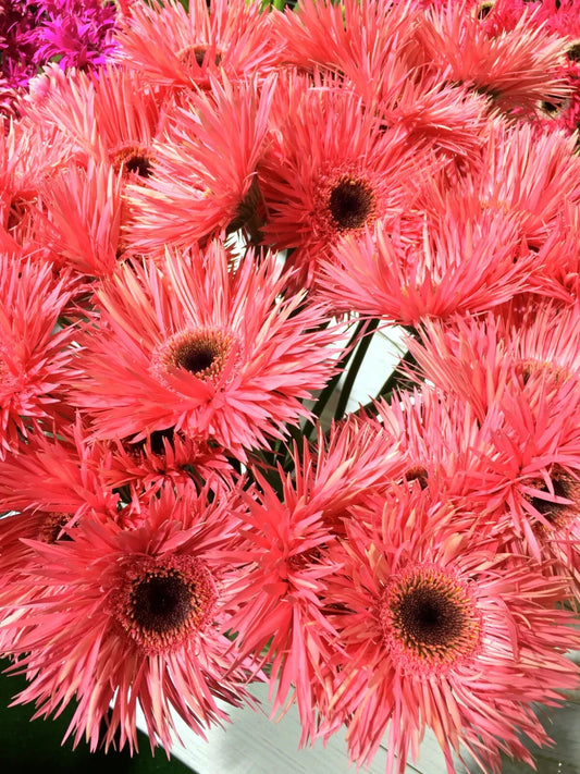 Pink Gerbera Spider Daisy Seeds - 50+ Pack for Garden Planting - Gerbera jamesonii - USA