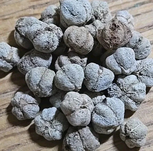 Thai Star Gooseberry Seeds | 11+ Seeds | Phyllanthus Acidus | Tropical Fruit Plant