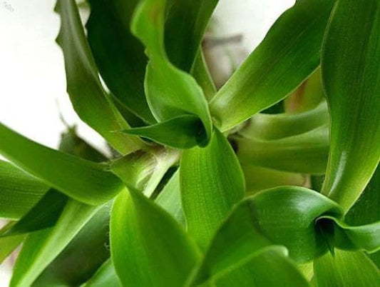 Callisia fragrans "Family Doctor" Plant - Easy Care Basket Chain - Wandering Jew - Indoor Houseplant
