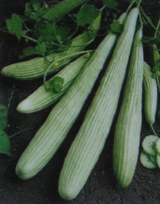 Cucumber Seeds - American Yard Long Variety - 25 Seeds - Cucumis sativus