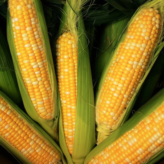 Peaches and Cream Sweet Corn Seeds - Bicolor Yellow & White - Zea mays - Perfect for 2025 Planting