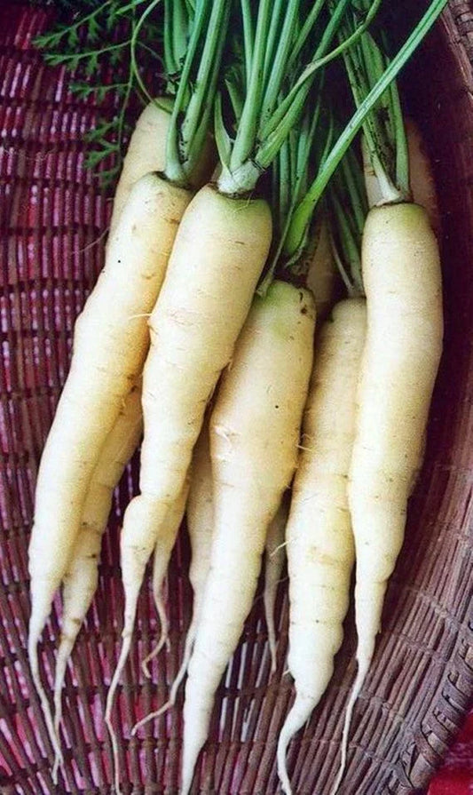 Snow White Carrot Seeds - Colorful NON-GMO Variety, Beta-Carotene, Heirloom Vegetable Seeds, Daucus carota