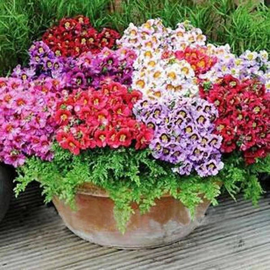 Schizanthus Butterfly Flower Seeds - Colorful Orchid-like Blooms - Ideal for Sunny Window Gardening