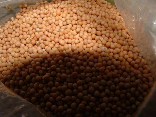 White Mustard Seed - 4 Oz Non-GMO Sinapis Alba for Microgreens or Planting - Pure Variety