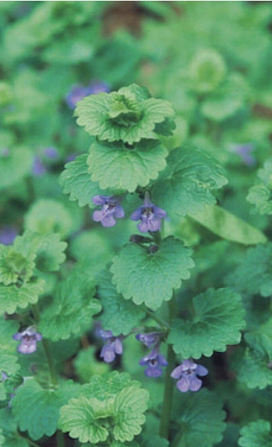 Creeping Charlie Live Vine Plant 10 Roots Evergreen Glechoma hederacea - Fast-Growing Indoor Hanging Greenery