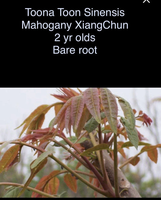 Toona Sinensis Mahogany XiangChun Bare Root Plant - 2 Year Olds, 1-2 ft Tall, Fast Growing Chinese Mahogany Tree