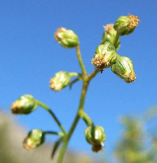 Tarragon Herb Seeds - 50 Seeds - Dragon Herb - Artemisia Dracunculus