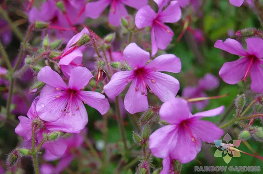 Canary Island Geranium Seeds - 25+ Pack - Palmatum Variety - Ideal for Garden - USA Grown