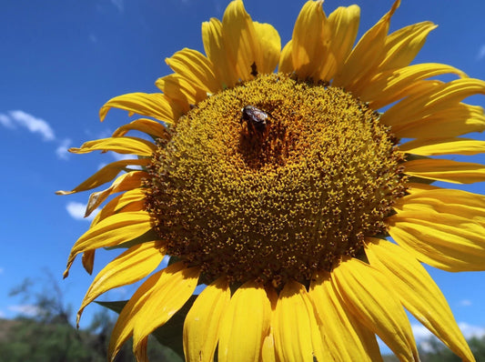Mammoth Grey Stripe Sunflower Seeds - 25+ Count - Giant Sunflowers - Helianthus annuus - Fresh