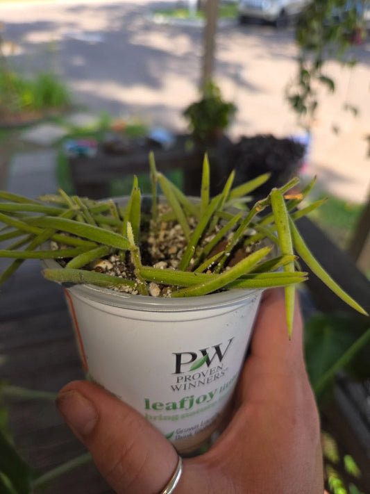 Hoya Linearis Starter Plant - Rooting Well, New Growth - Houseplant for Indoor Gardening, Easy Care Succulent