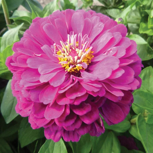 Purple Zinnia Seeds - 100+ Purple Prince Flower - Zinnia elegans - USA - Free Shipping