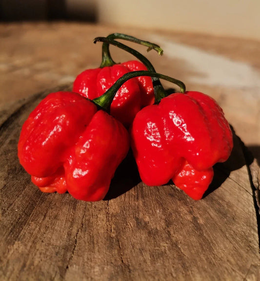 Scorpion Red Moruga Pepper Seeds - 20 Premium Super-Hot Seeds - Capsicum chinense