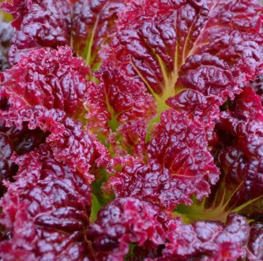 Red Salad Bowl Lettuce Seeds 1000+ Cool Weather Vegetable Garden, Lactuca sativa