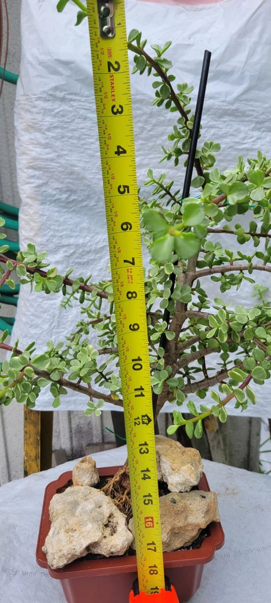 Variegated Elephant Bush Plant - Mini Jade Tree - Portulacaria afra - Rare Houseplant - Succulent Variety