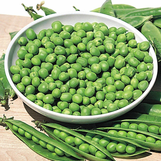 Pea Seeds - Little Marvel Green Garden Bush - 100 Seeds - Pisum sativum - Non-GMO, Heirloom Variety for Home Gardening