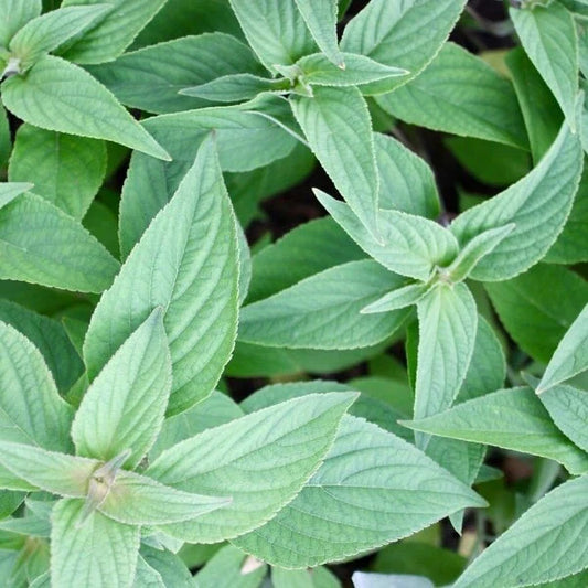 Organic Pineapple Sage Live Starter Plant - Herb - Salvia elegans - Aromatic Culinary Herb