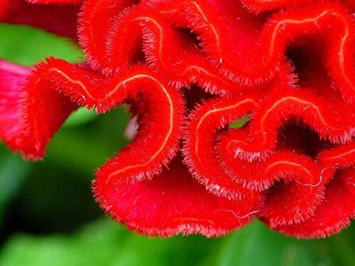 Cockscomb Seeds - 100 Count - Celosia Flower Seeds - Vibrant Garden Variety - Made in USA