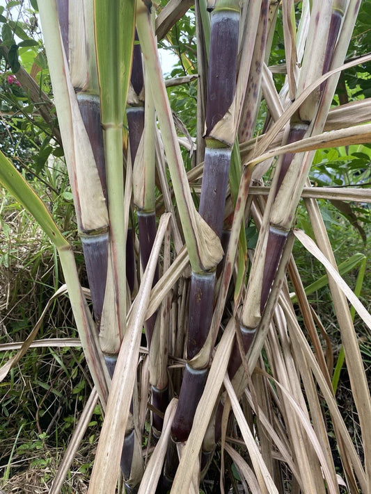 Organically Grown Sugar Cane Cuttings, 3 Large Pieces, Sweet Variety, Saccharum officinarum