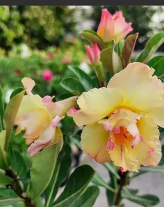Desert Rose Seeds - 8 Seeds - Double Yellow & Pink Shades - Adenium obesum