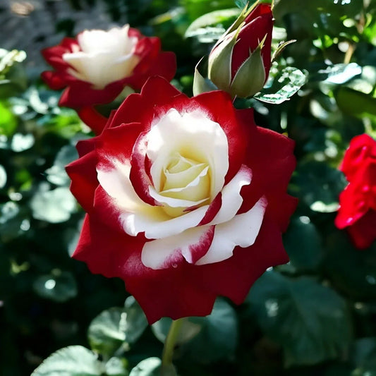Rare Twin Roses Seeds - 20pcs Non-GMO Heirloom Variety with Stunning Sunset Hues - Perfect for Garden Enthusiasts