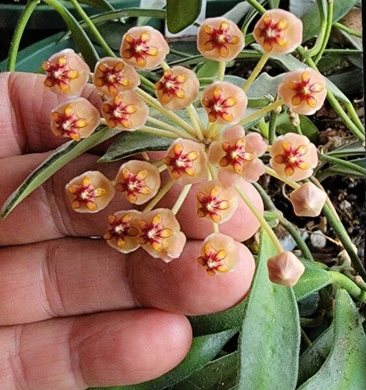 Hoya Cutting - Unrooted Rare Wax Vine - Hoya aff. burtoniae