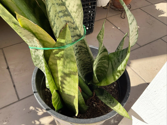 Snake Plant Cutting - Sansevieria Trifasciata - Indoor Houseplant Propagation - Easy Care Succulent