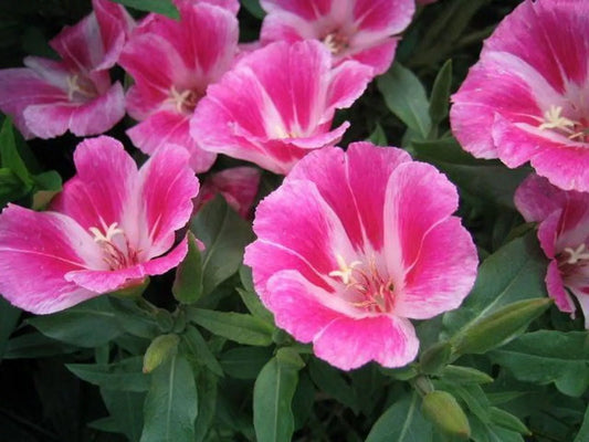 Clarkia Farewell to Spring Seeds - 300+ Godetia Amoena Annual Flower Seeds - USA Grown, Free Shipping