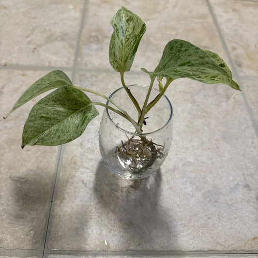 Pothos Cutting with Roots - Marble Queen Variety - Epipremnum aureum