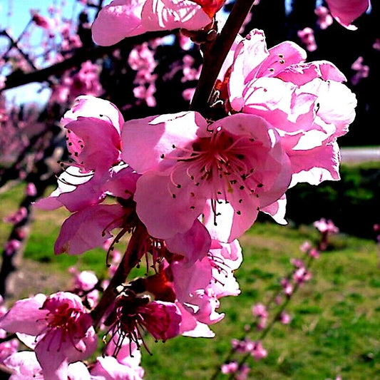 Dwarf Peach Tree Seeds - Loring NEMAGUARD Variety (Prunus persica) - Fast Hardy Fruit Plant Seeds