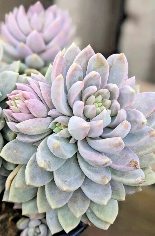 Rare Succulent Plant - 2" Diameter - Sedeveria 'Lilac Mist' - Unique Hybrid for Collectors